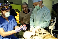 Le tigre de Sib�rie du Zoo passe sur la table d�op�ration. Servion, d�cembre 2014 (cliquer ICI)