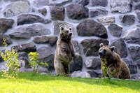 Pour les ours, une nouvelle vie apr�s la fosse - ZOO de Servion (3) juillet 2010
